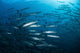 School Barracuda above Coral Wall Decal Design 2