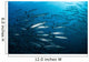 School Barracuda above Coral Wall Decal Design 2