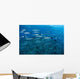 School Barracuda above Coral Wall Decal Design 1