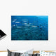 School Barracuda above Coral Wall Decal Design 1