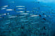 School Barracuda above Coral Wall Decal Design 1