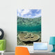 Large Table Coral Grows Wall Decal Design 2