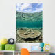 Large Table Coral Grows Wall Decal Design 2
