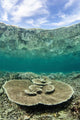 Large Table Coral Grows Wall Decal Design 2