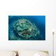 Colorful Reef-building Corals Grow Wall Decal Design 2