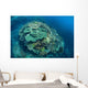 Colorful Reef-building Corals Grow Wall Decal Design 2