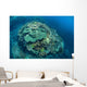 Colorful Reef-building Corals Grow Wall Decal Design 2