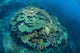 Colorful Reef-building Corals Grow Wall Decal Design 2