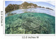Beautiful Coral Reef Grows Wall Decal Design 5