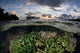Reef-building Corals Thrive Reef Wall Decal Design 1
