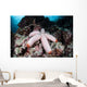 Fat Starfish Clings to Wall Decal