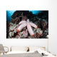 Fat Starfish Clings to Wall Decal