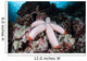 Fat Starfish Clings to Wall Decal
