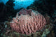 Massive Barrel Sponge Grows Wall Decal Design 4