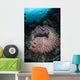 Massive Barrel Sponge Grows Wall Decal Design 3