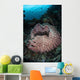 Massive Barrel Sponge Grows Wall Decal Design 3