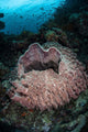 Massive Barrel Sponge Grows Wall Decal Design 3