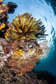 Colorful Coral Reef Grows Wall Decal Design 2