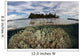 Soft Corals Thrive Reef Wall Decal