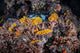 Colorful Coral Reef Grows Wall Decal Design 1