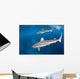 Blacktip Reef Sharks Swim Wall Decal