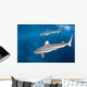 Blacktip Reef Sharks Swim Wall Decal