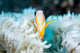 Clark's Anemonefish Snuggles amongst Wall Decal Design 3