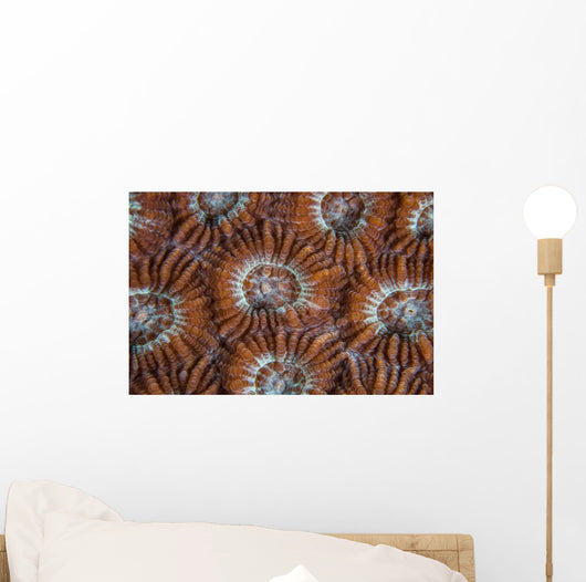 Detail Coral Polyps Growing Wall Decal