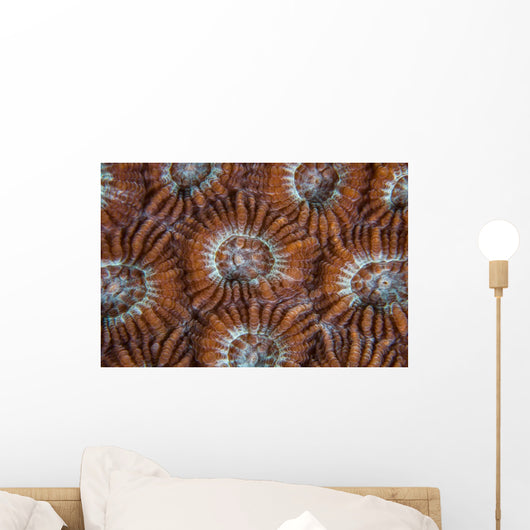 Detail Coral Polyps Growing Wall Decal