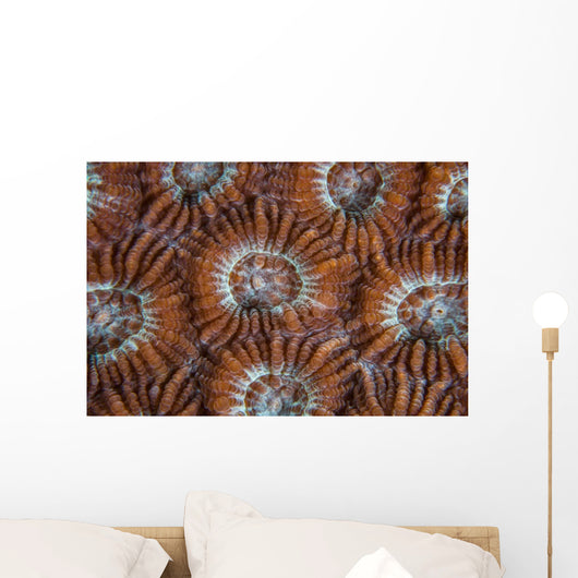 Detail Coral Polyps Growing Wall Decal