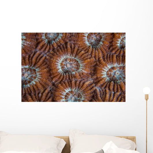 Detail Coral Polyps Growing Wall Decal