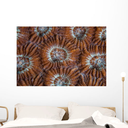 Detail Coral Polyps Growing Wall Decal