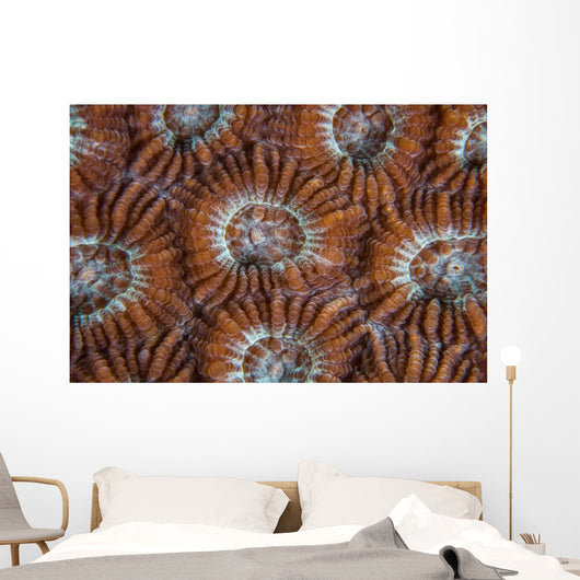 Detail Coral Polyps Growing Wall Decal