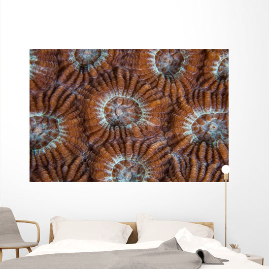 Detail Coral Polyps Growing Wall Decal