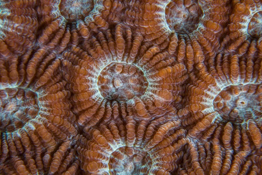 Detail Coral Polyps Growing Wall Decal