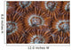 Detail Coral Polyps Growing Wall Decal