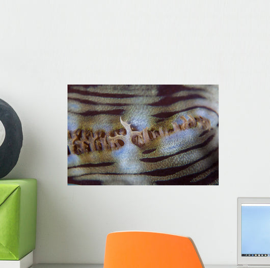 Detail Giant Clam Growing Wall Decal