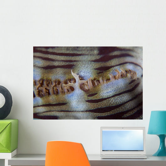 Detail Giant Clam Growing Wall Decal