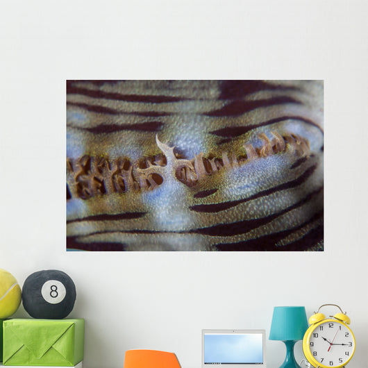 Detail Giant Clam Growing Wall Decal