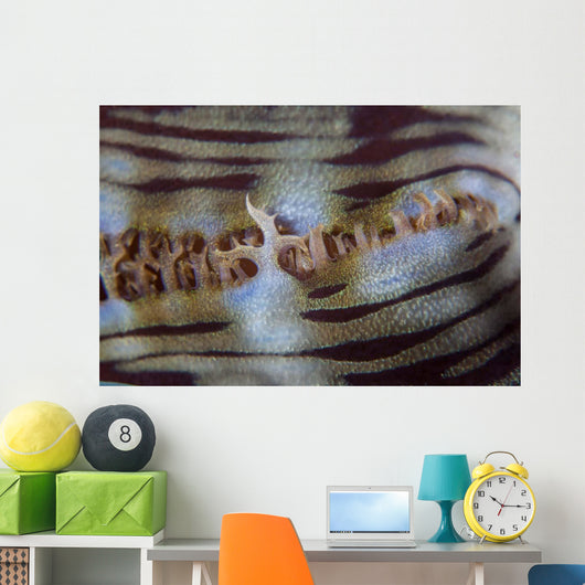Detail Giant Clam Growing Wall Decal