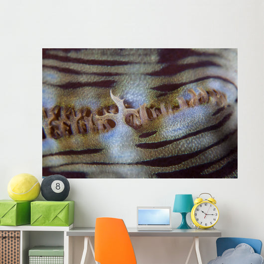 Detail Giant Clam Growing Wall Decal