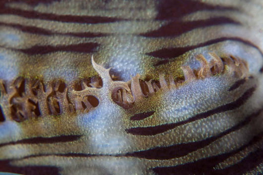 Detail Giant Clam Growing Wall Decal