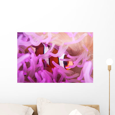 Clark's Anemonefish Snuggles amongst Wall Decal Design 2 shown on a wall