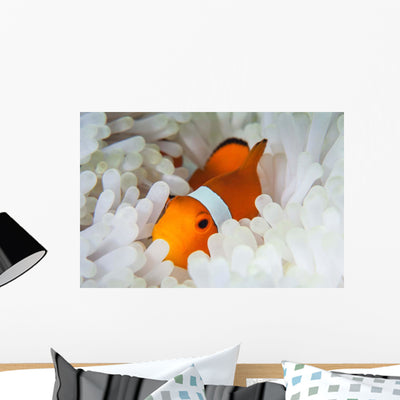 False Clownfish Snuggles amongst Wall Decal shown on a wall