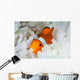 False Clownfish Snuggles amongst Wall Decal