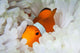 False Clownfish Snuggles amongst Wall Decal