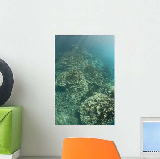 Delicate Reef-building Corals Grow Wall Decal