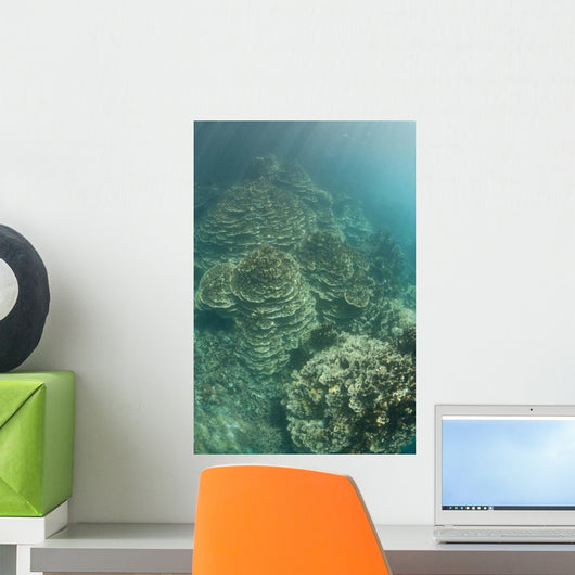 Delicate Reef-building Corals Grow Wall Decal