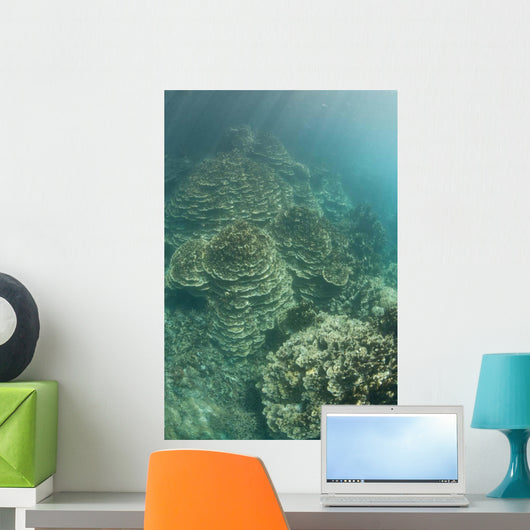 Delicate Reef-building Corals Grow Wall Decal
