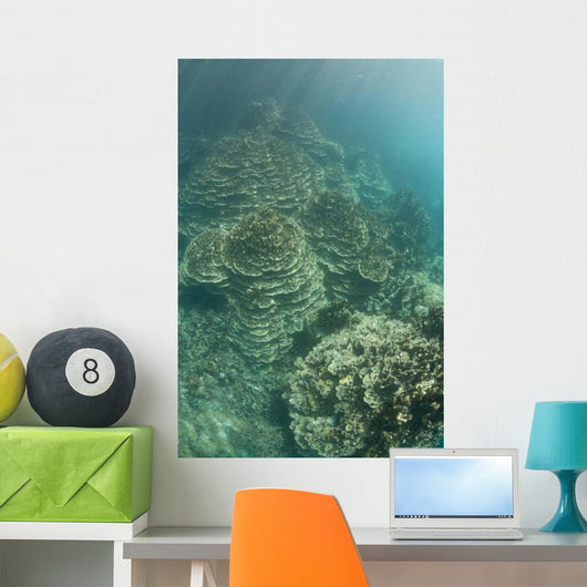 Delicate Reef-building Corals Grow Wall Decal